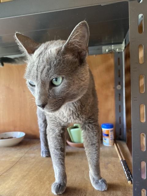 ロシアンブルーの迷子猫 碧ちゃん 縁猫かごしま 野良猫たちの命の支援 Fanclove ファンクラブ