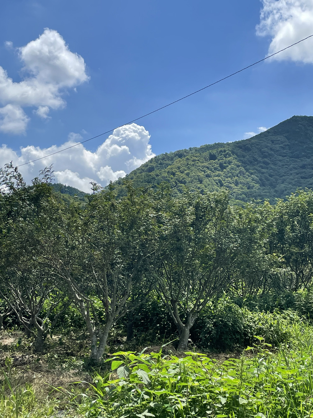 プランアイコン