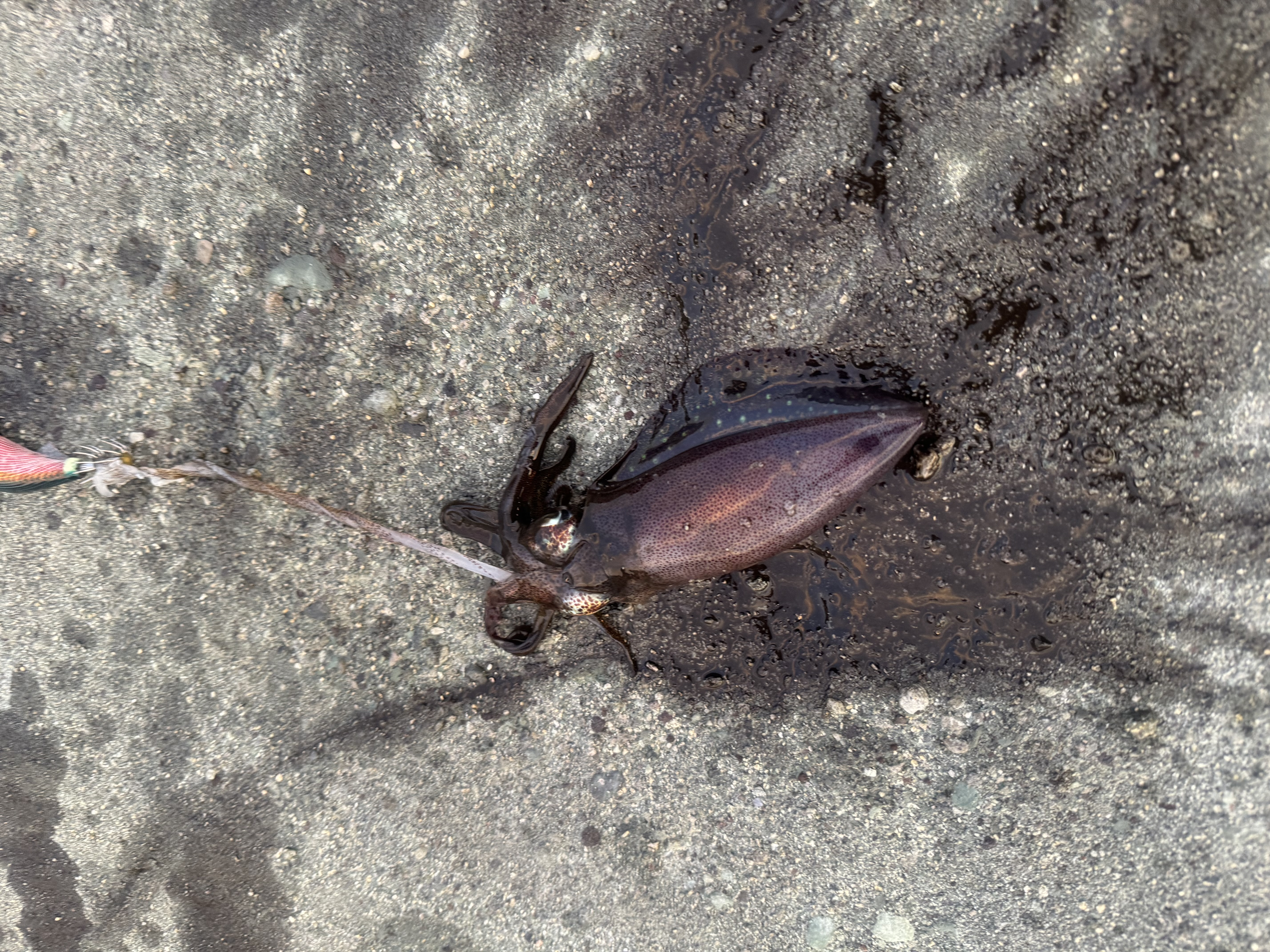 プランアイコン