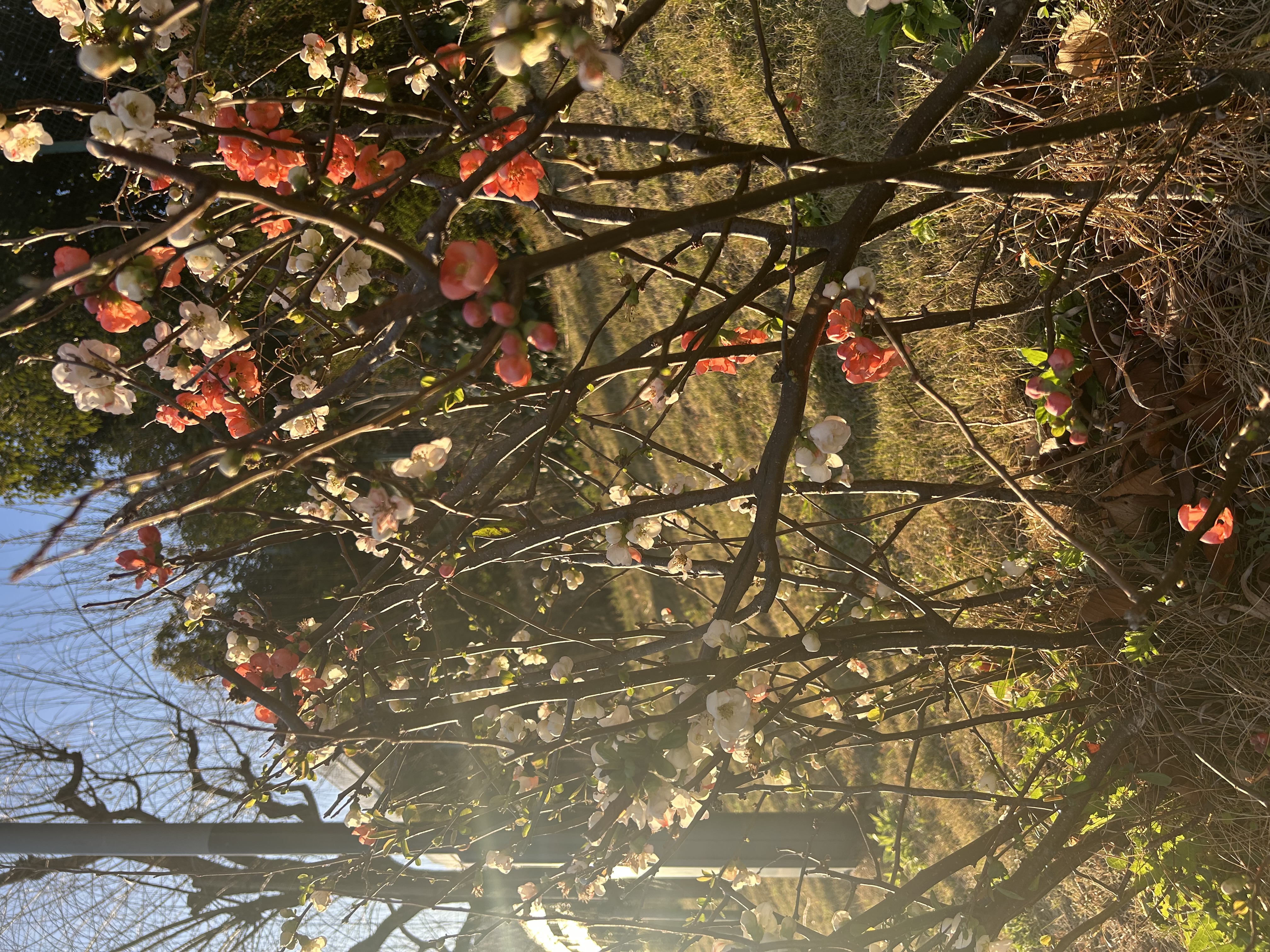 プランアイコン