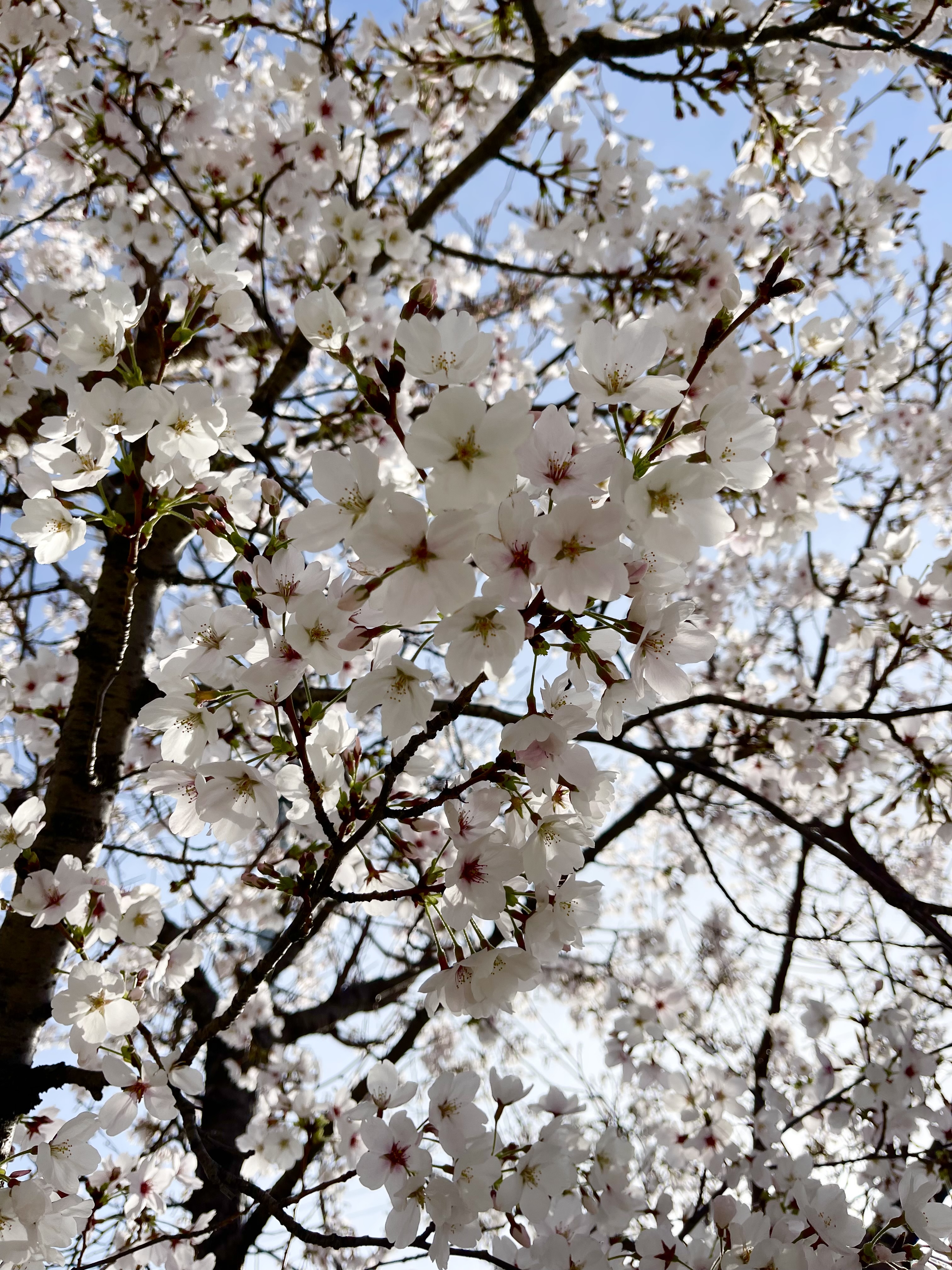 プランアイコン